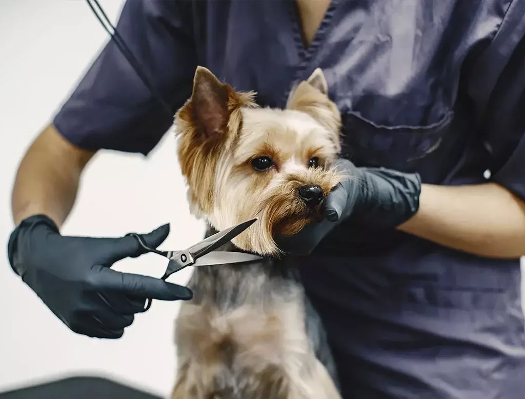 Doodle groomed to perfection at Doodle Doos, Loganville GA.