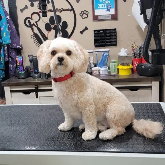 Top-rated doodle groomer Loganville GA at Doodle Doos.