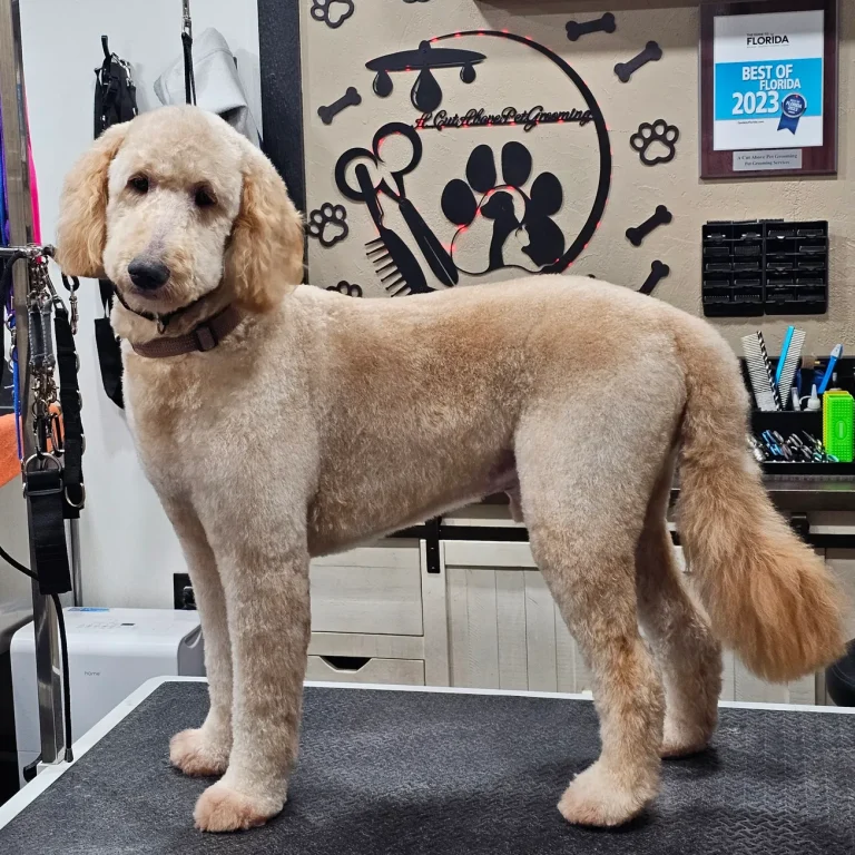 Doodle groomers near me offering premium services in Loganville, GA.