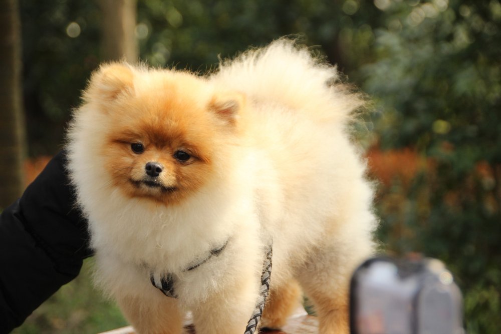 A short-haired Pomeranian puppy stands on a bench in Loganville, showcasing its adorable hairstyle.