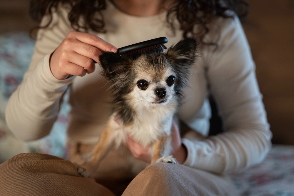 A woman in Loganville demonstrates dog brushing techniques on her doodle, ensuring a well-groomed and happy pet.