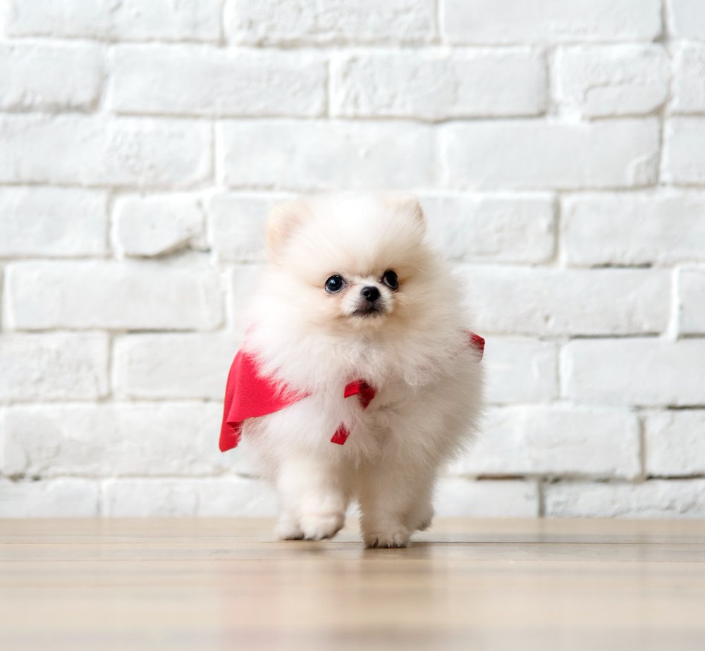 5A small white Pomeranian in a red cape, showcasing a teddy bear cut, perfect for dog grooming in Loganville.