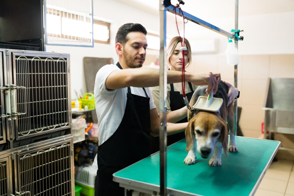 A man and woman groom an American dog at a grooming shop in Loganville, ensuring it meets all its needs.