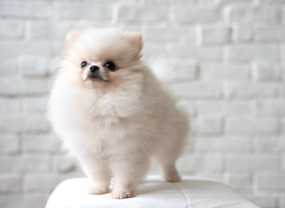 A small white Pomeranian dog stands on a plush white pillow, showcasing luxury Pomeranians and stylish hairstyles in Loganville.