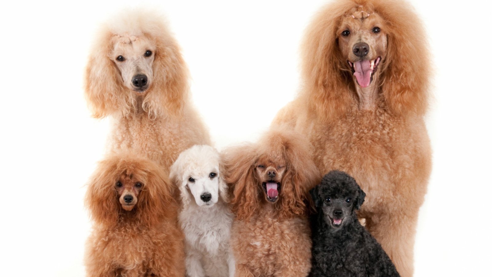 A group of poodle dogs poses for a photo in Loganville, showcasing the charm of American dogs needs