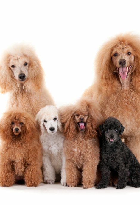 A group of poodle dogs poses for a photo in Loganville, showcasing the charm of American dogs needs