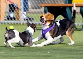 Two dogs joyfully playing in the grass with a ball in Loganville, showcasing the importance of regular exercise in how to care for the dog.