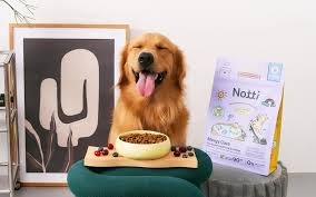 A dog sitting on a chair beside a bowl of food, highlighting Nutrition and Diet in Loganville.